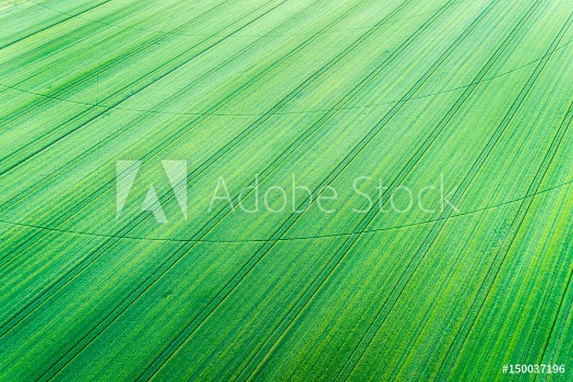 Picture of Green wheat field with center irrigation system track